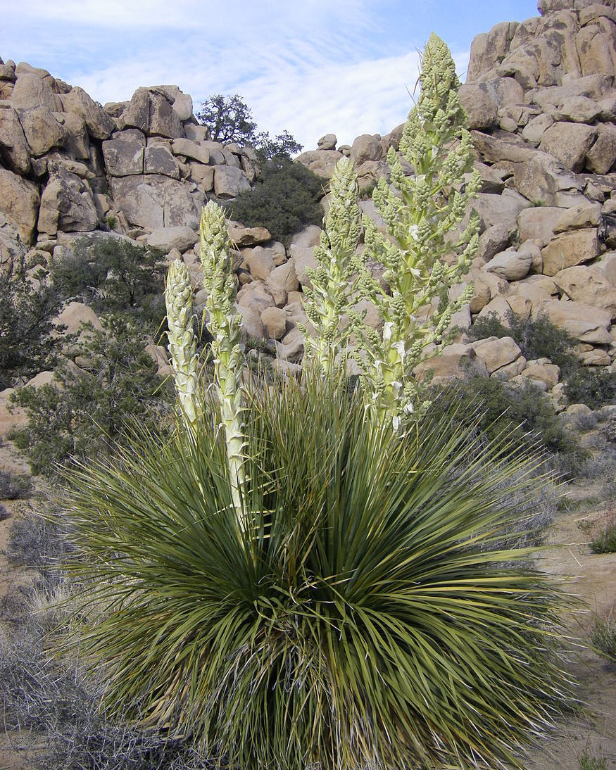 Nolina parryi