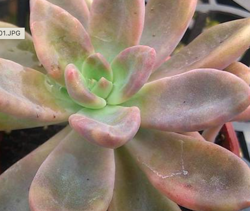 Cremneria mutabilis