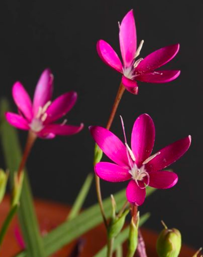 Hesperantha oligantha