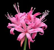 Nerine krigii
