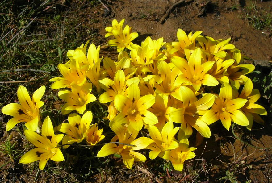 Romulea tortuosa