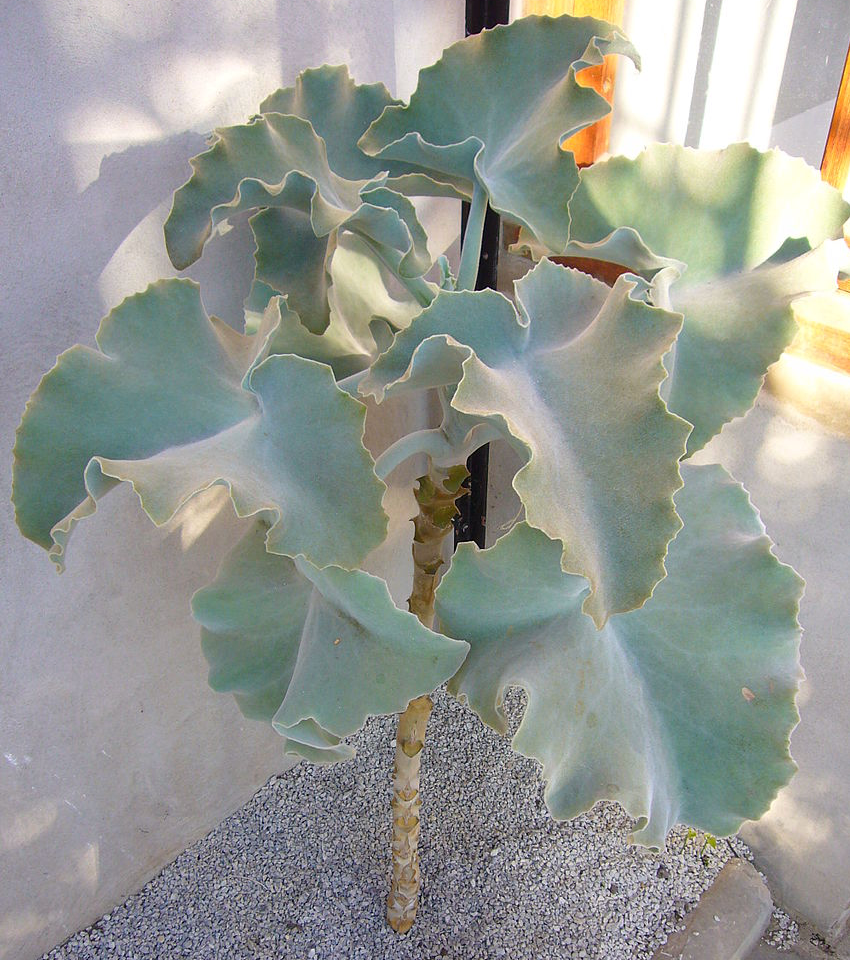 Kalanchoe beharensis