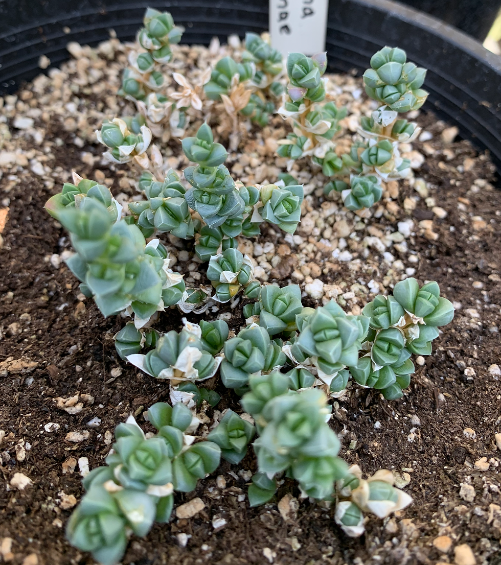 Antimima pygmaea