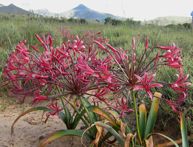 Nerine huttoniae