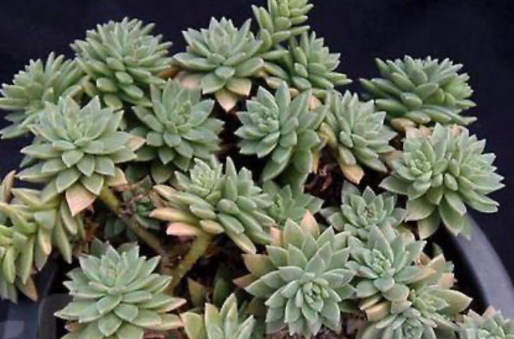 Graptosedum Mediterranean Mystery