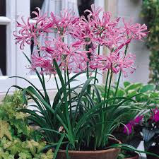 Nerine bowdenii