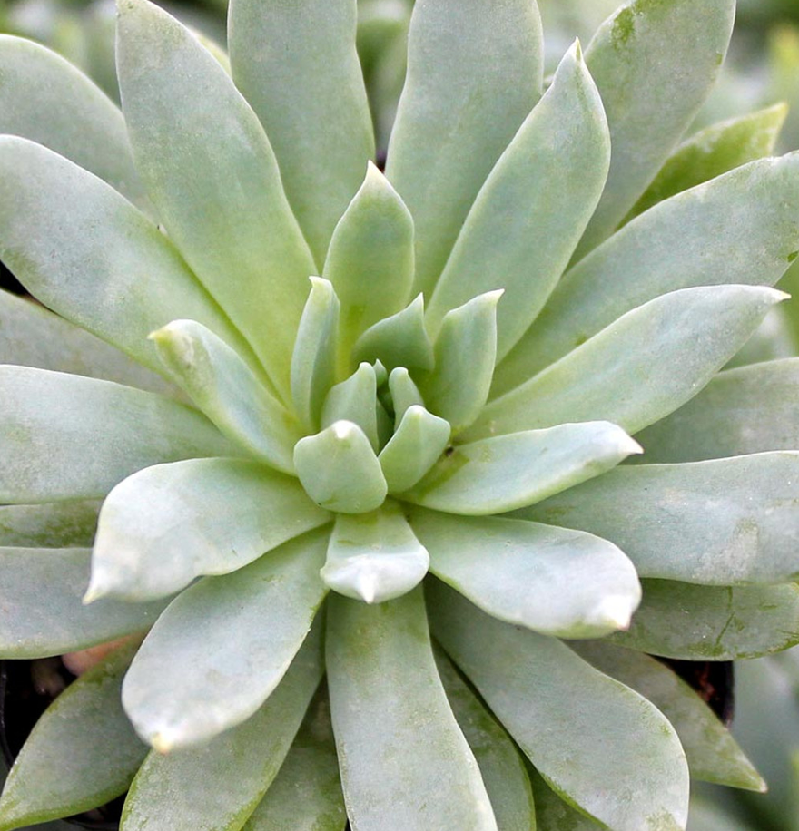 Sedeveria Harry Butterfield