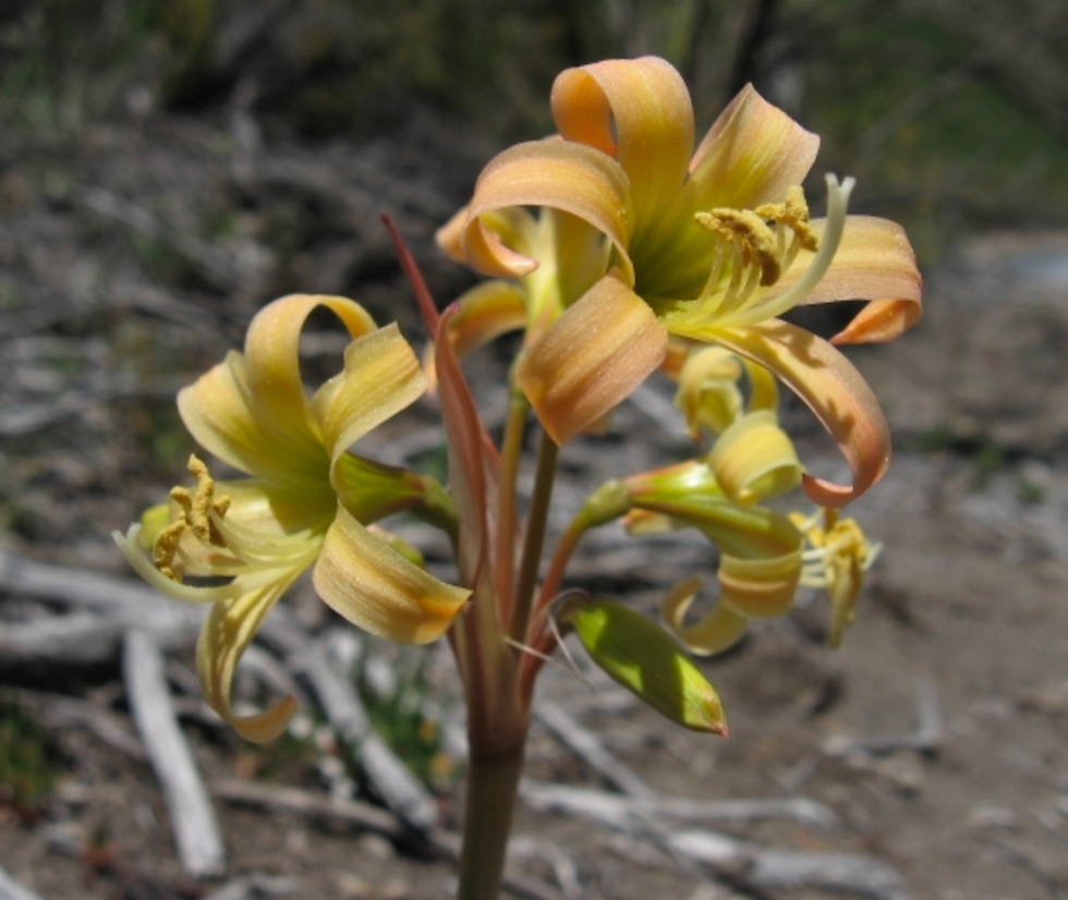 Rhodophiala montana