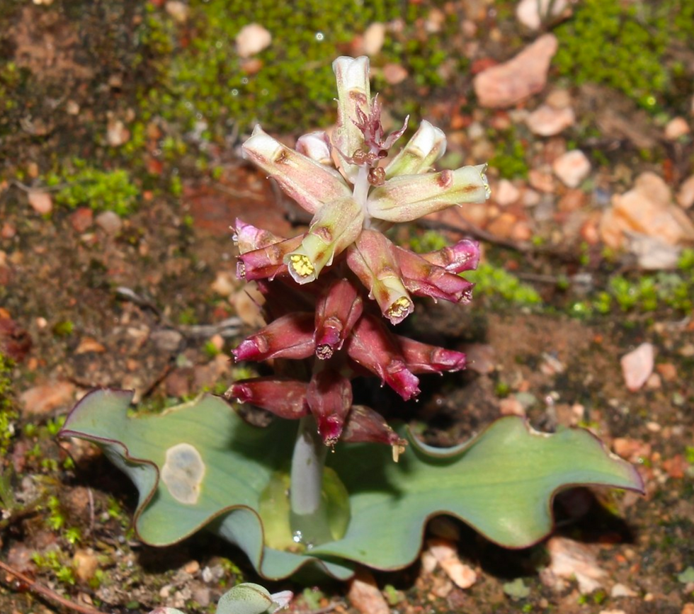 Lachenalia arenicola