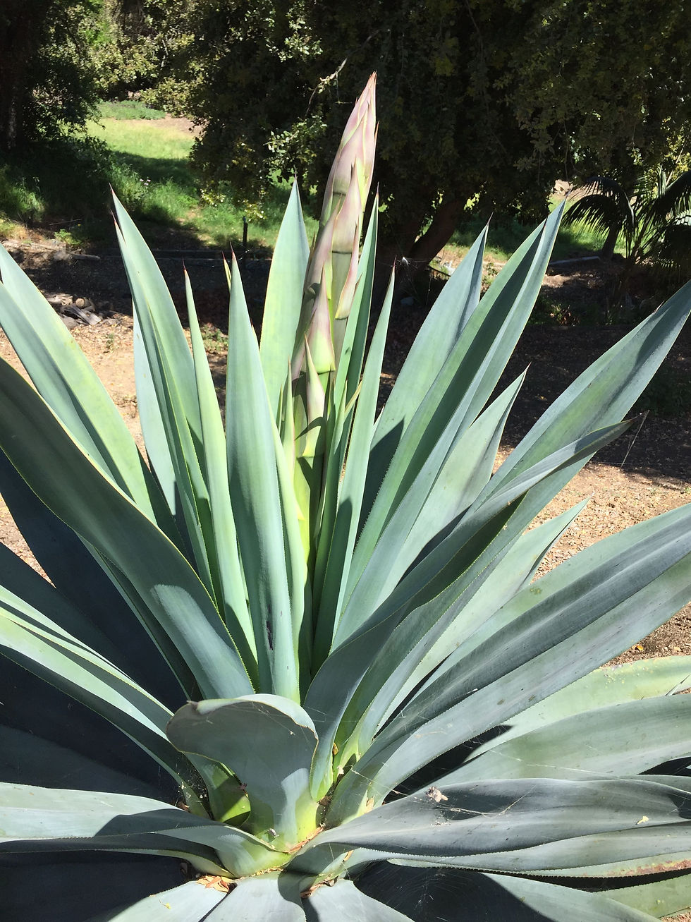 Agave lopantha