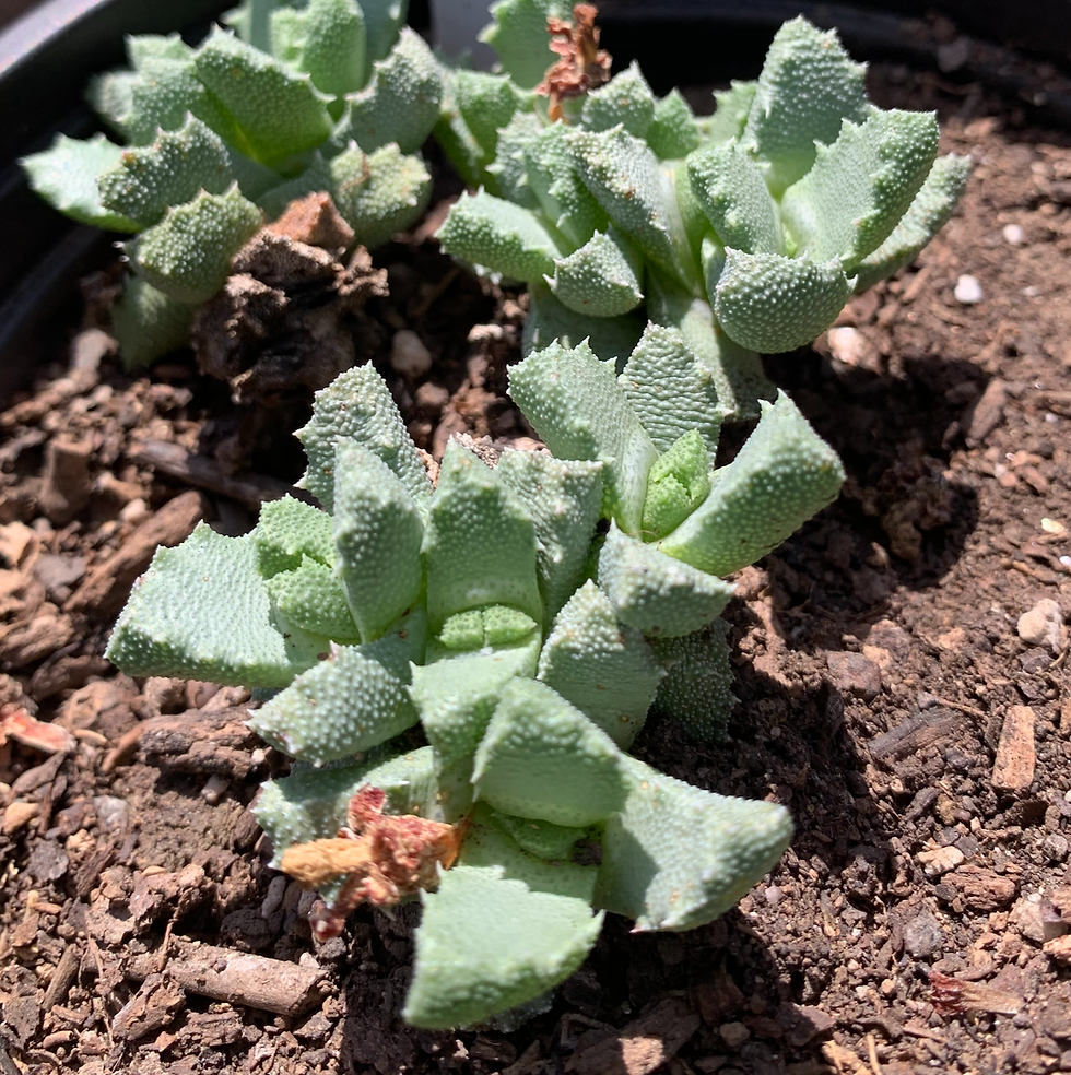 Stomatium acutifolium