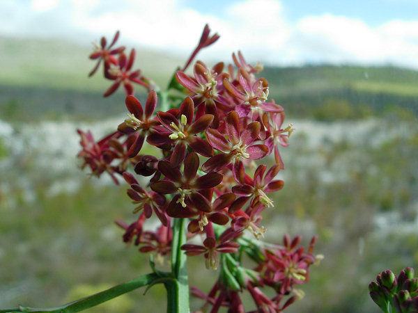 Lapeirousia micrantha