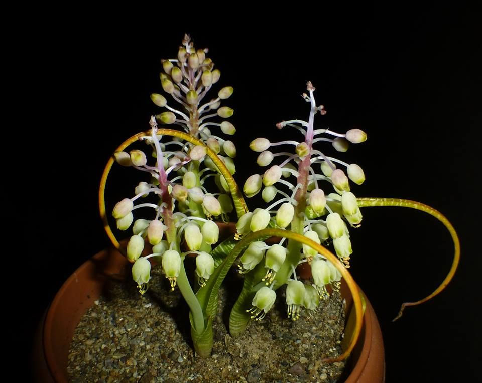 Lachenalia anguinea