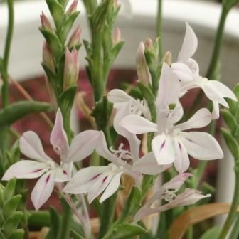 Lapeirousia divaricata