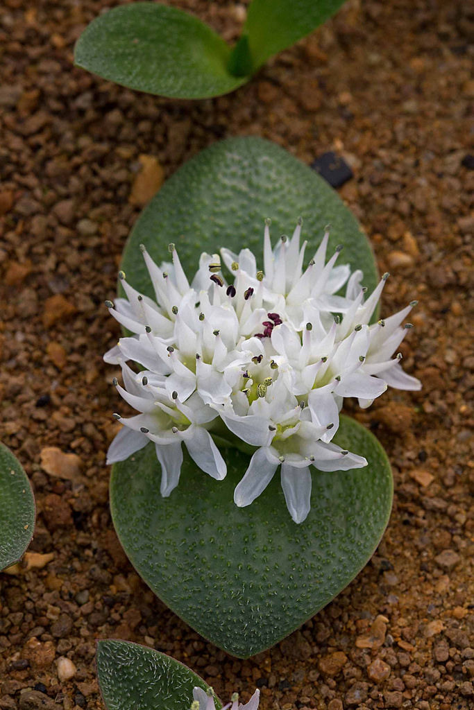 Massonia tenella