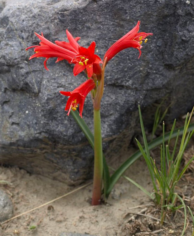 Rhodophiala andina