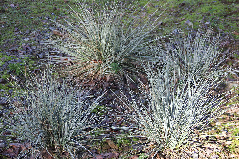 Calibanus hookeri