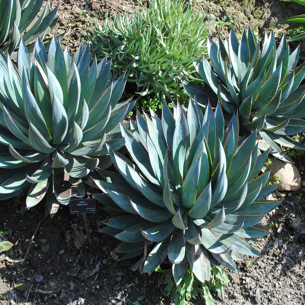 Agave 'Blue Gow'