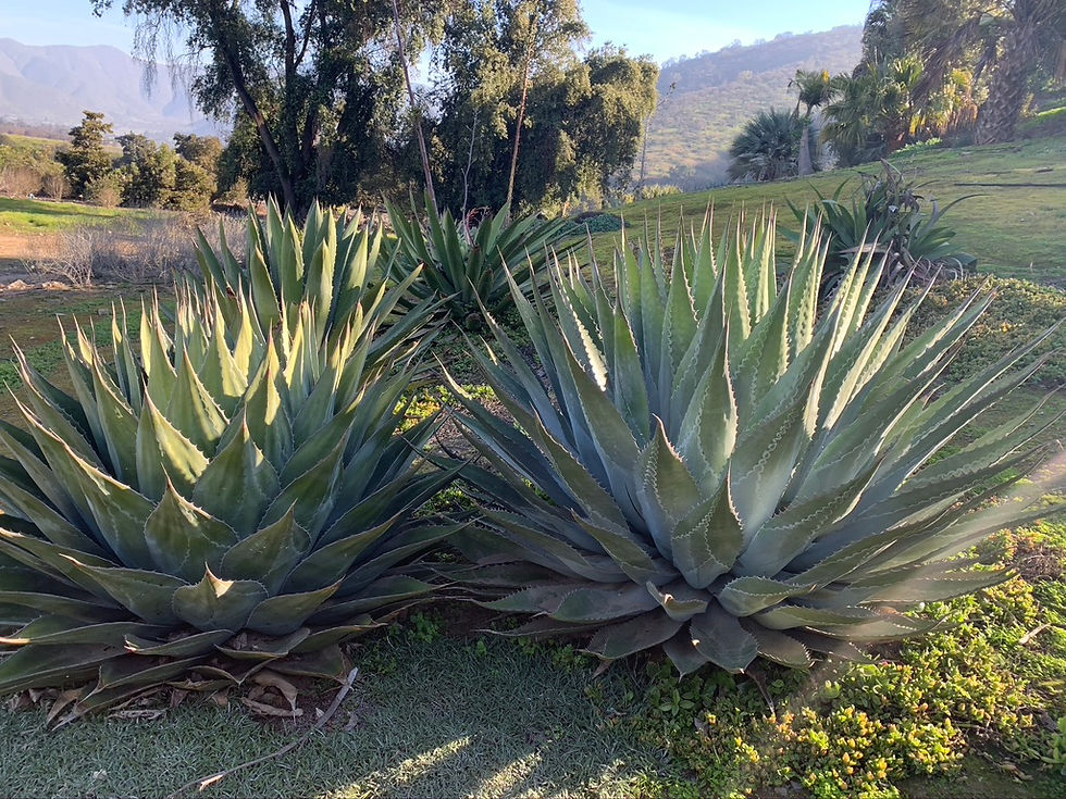 Agave montana