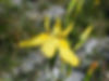 Moraea ramosissima