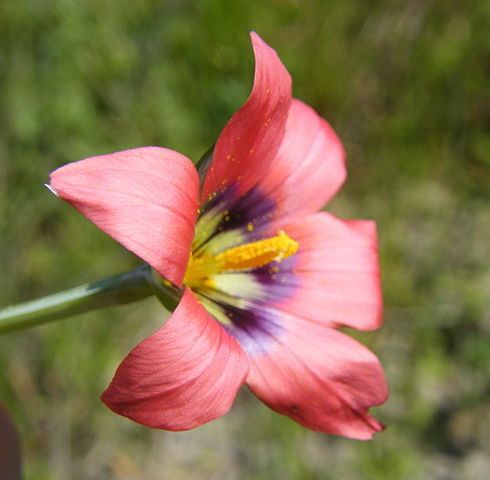 Romulea obscura