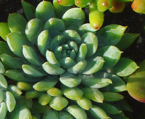 Sedeveria hummeli