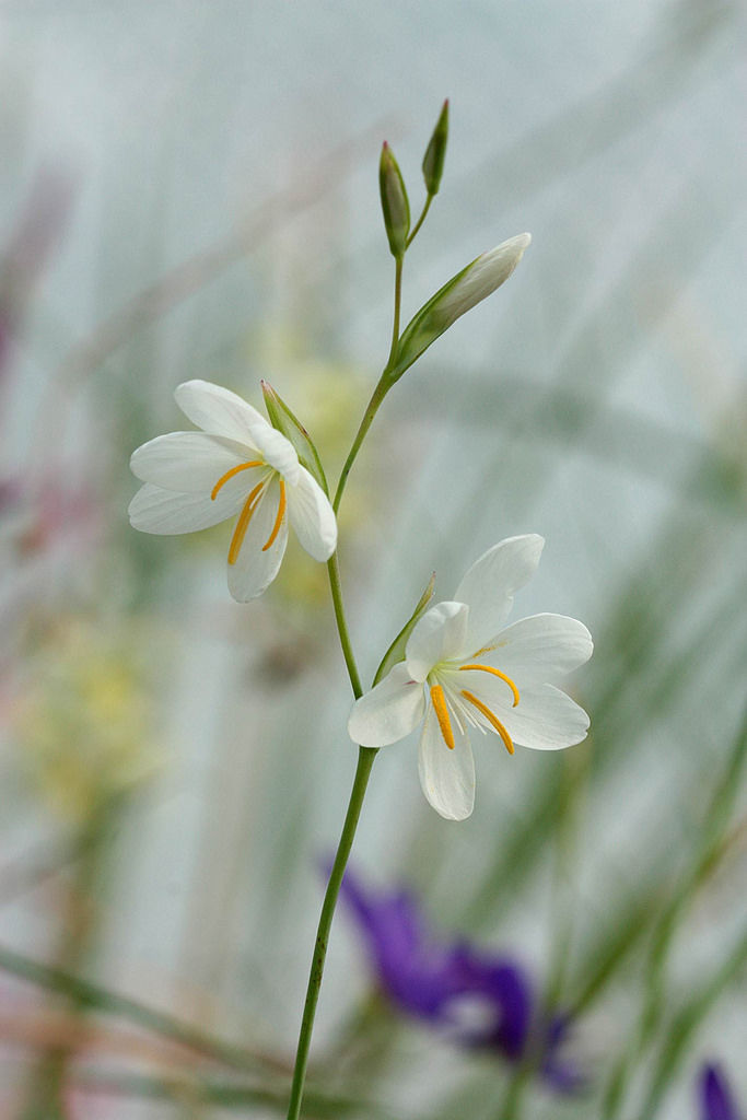 Geissorhiza leopoldtii