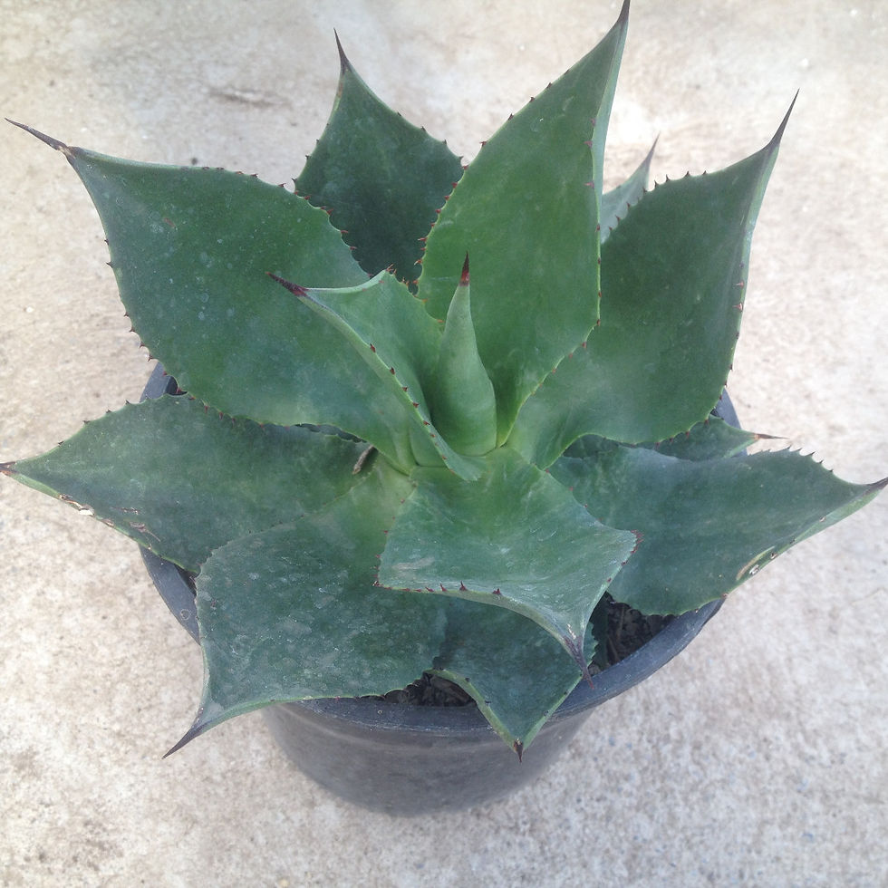 Agave chiapensis