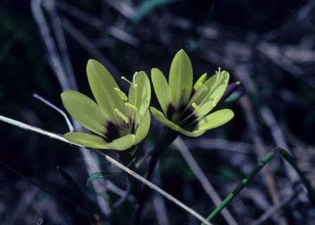 Geissorhiza barkerae