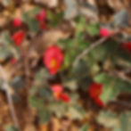 Kennedia prostrata