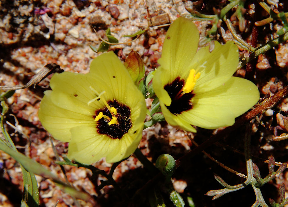 Geissorhiza darlingensis