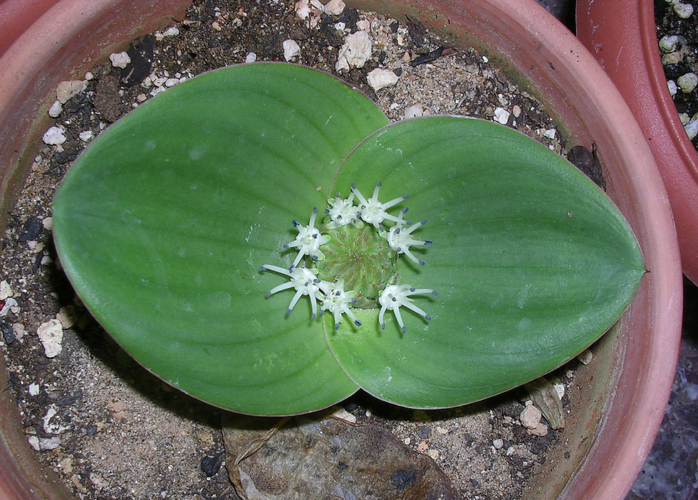 Massonia setulosa