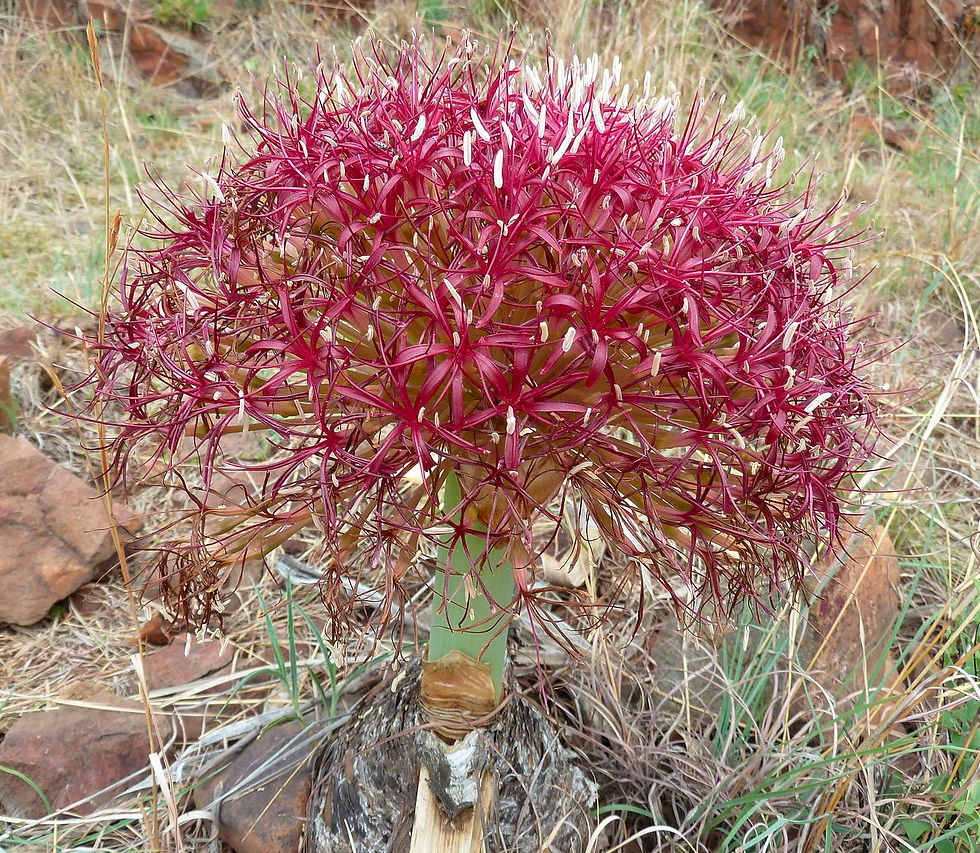 Boophane disticha