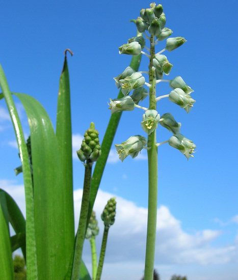 Lachenalia attenuata