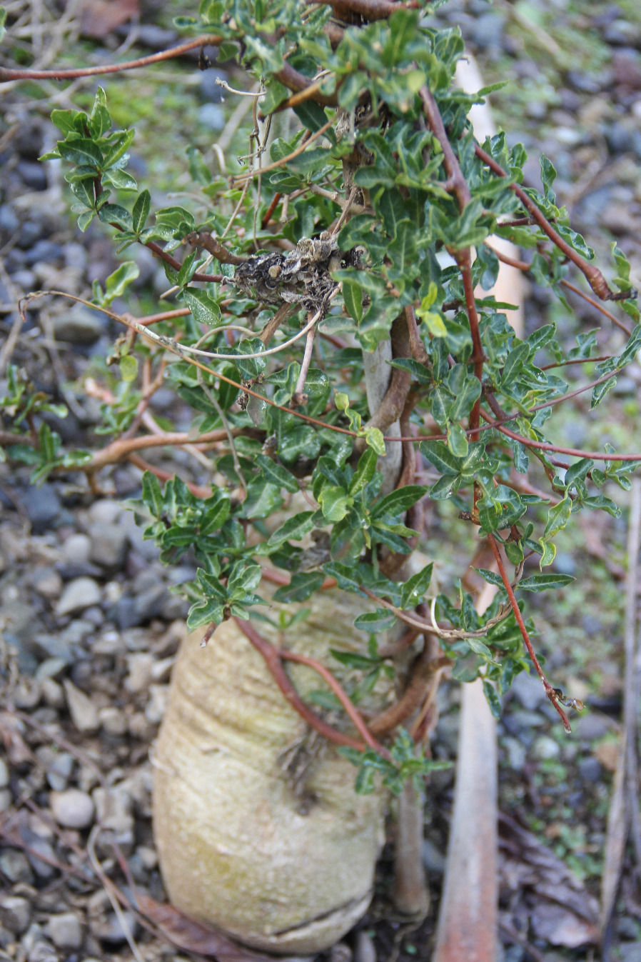 Fockea edulis