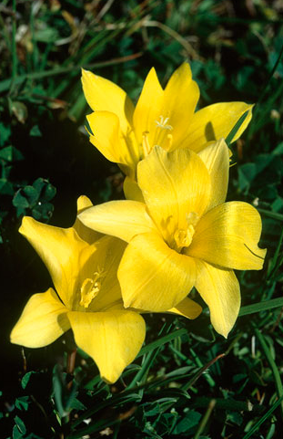 Romulea diversiformis