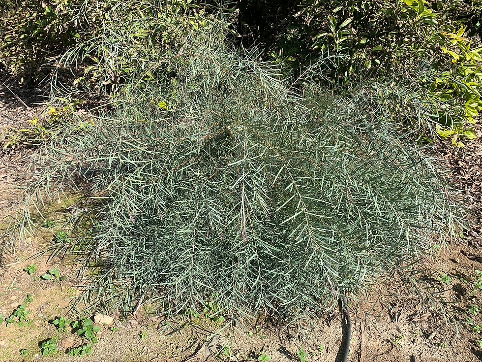 Acacia iteaphylla