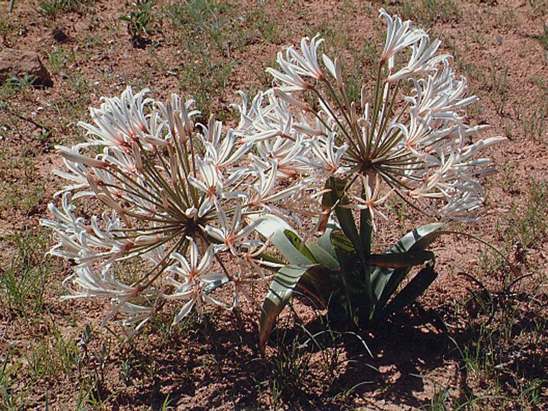 Nerine duparquetiana