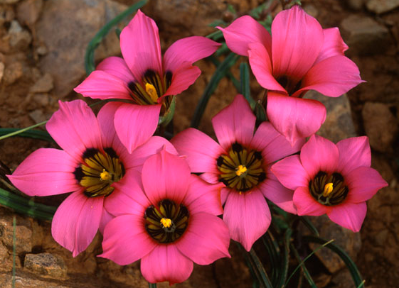 Romulea subfistulosa