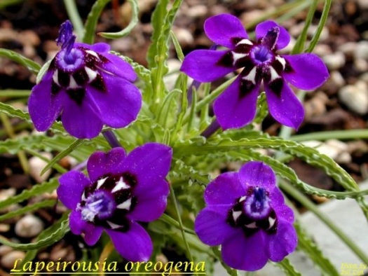 Lapeirousia oreogena