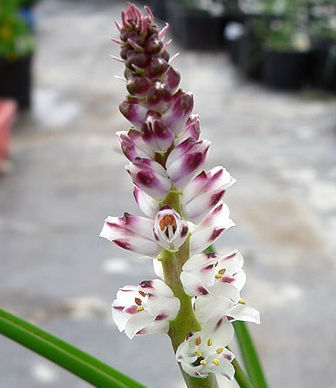 Lachenalia bachmanii