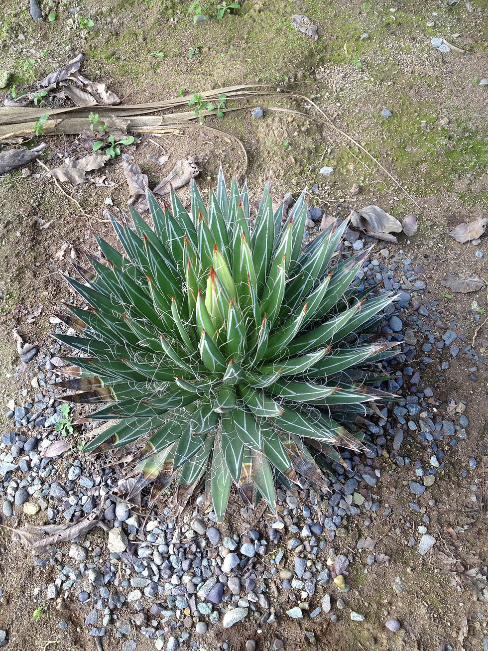 Agave filifera