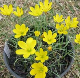 Geissorhiza corrugata