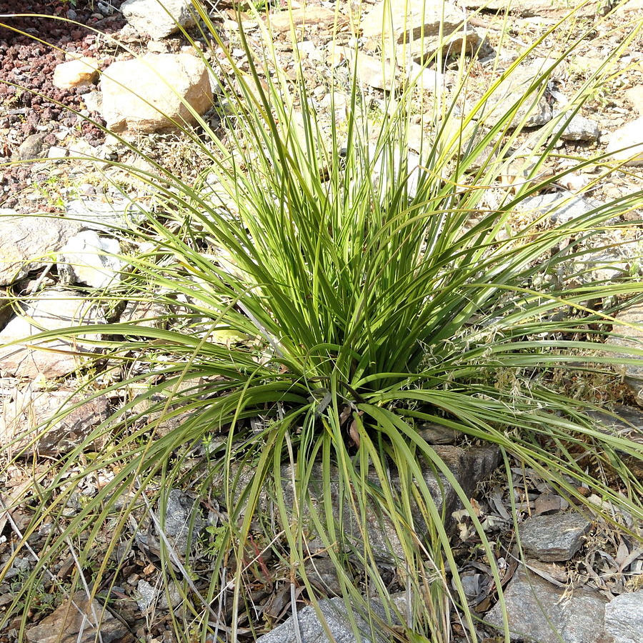 Nolina lindheimeriana