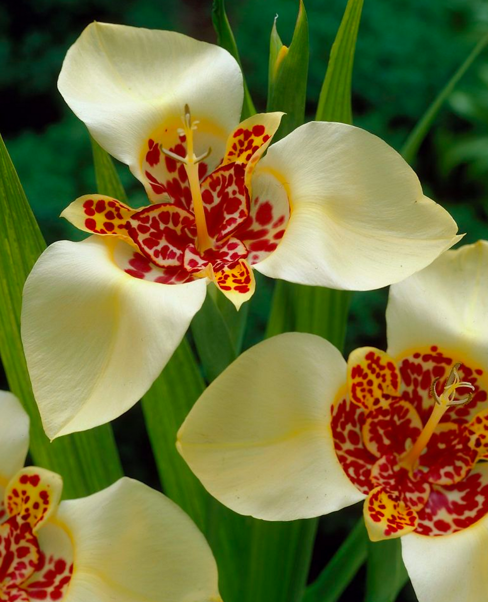 Tigridia pavomia 'Canariensis'