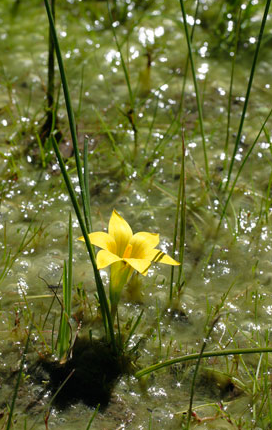 Romulea citrina