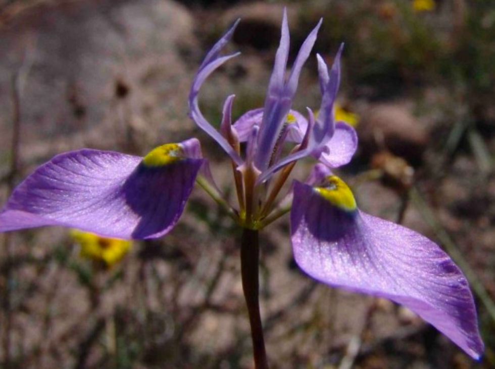 Moraea algoensis