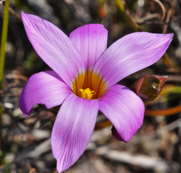 Romulea schlechteri