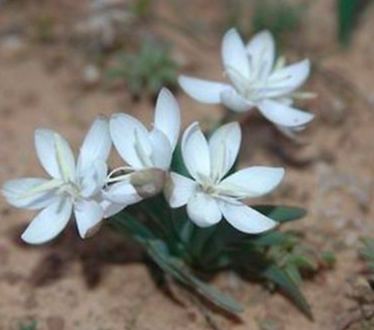 Hesperantha hantamensis