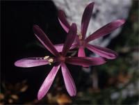 Geissorhiza grandiflora